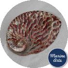 8779 - Polished Abalone - Red - 12.5cm